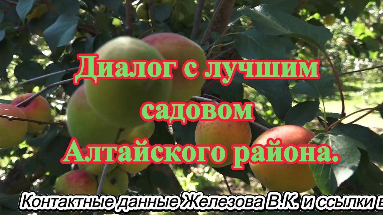 Диалог с лучшим садовом Алтайского района.