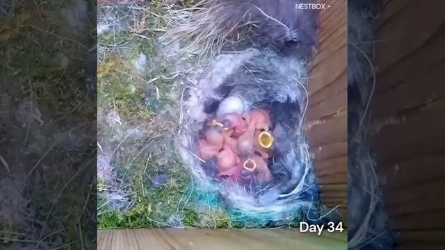 Двухминутный таймлапс из жизни синицы