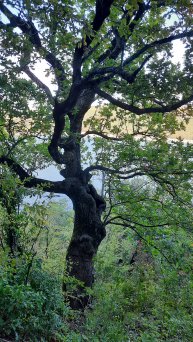 Террасы царских виногдадников