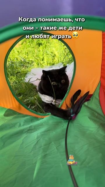 А вы играете со своими питомцами?😸 #котики #питомцы #животные