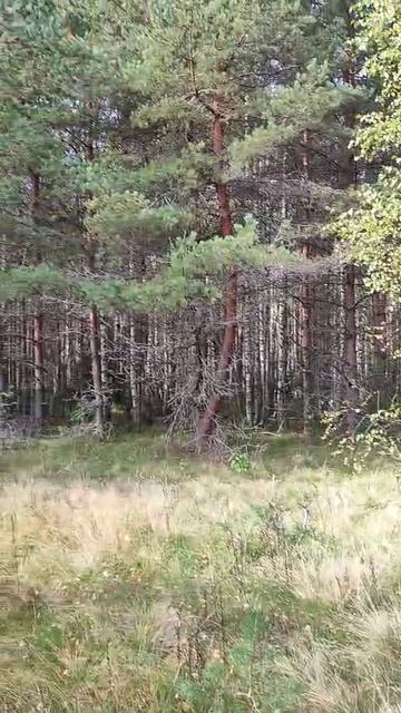 Видео участок 1
