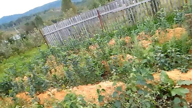 Подвой для груши Ва 29