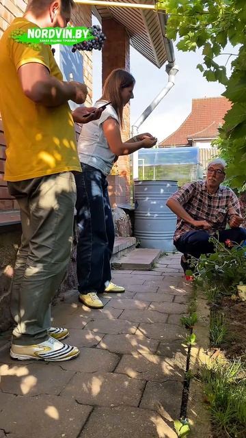 Душевная и вкусная экскурсия по моему винограднику. #виноград #виноградарство #виноградвбеларуси