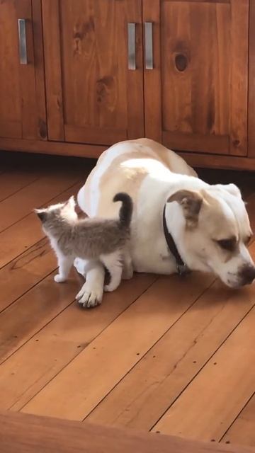 VID_20250922_132312_768.mp4