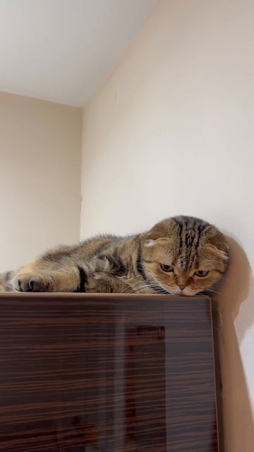 Милая шотландская вислоухая кошечка 🐱