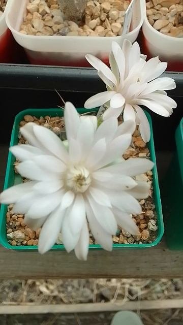 Кактус Гимнокалициум Фридриха (Gymnocalycium Friedrichii)