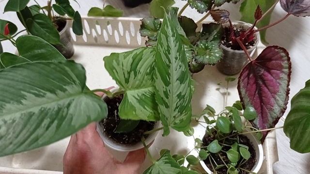 Комнатные растения готовы к пересадке. Аглаонемы, бегонии, каладиум...