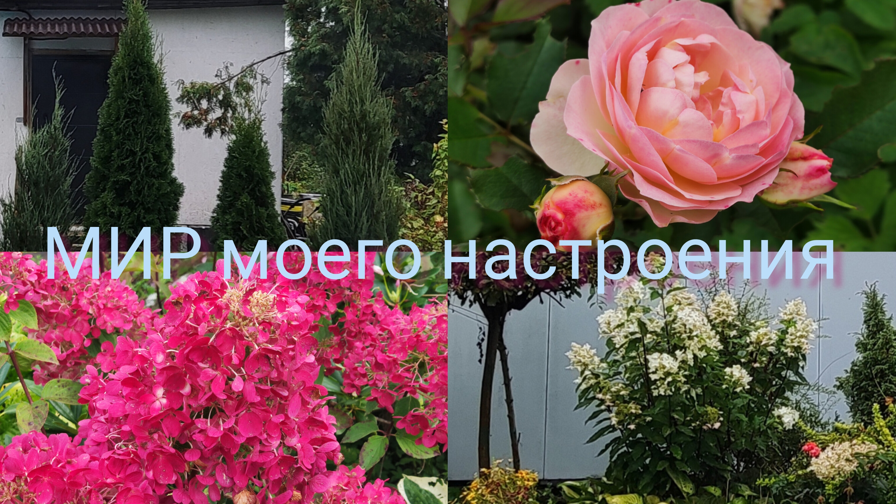 21.09.25 Дача.Глобальные пересадки в саду.Заводим водопровод в дом.