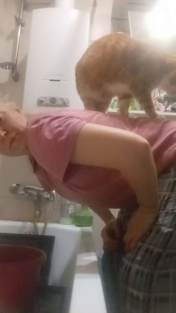 Рыжий кот 2025