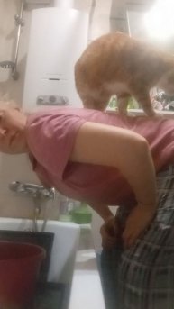 Рыжий кот 2025