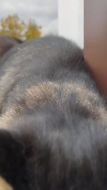 Кот