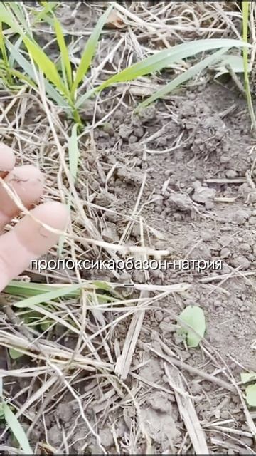 Как бороться против пырея ползучего в озимой пшенице #агроном #сельскоехозяйство