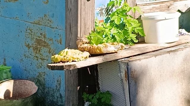 Починил и сломал мототриммер. Бурундук атакует урожай.