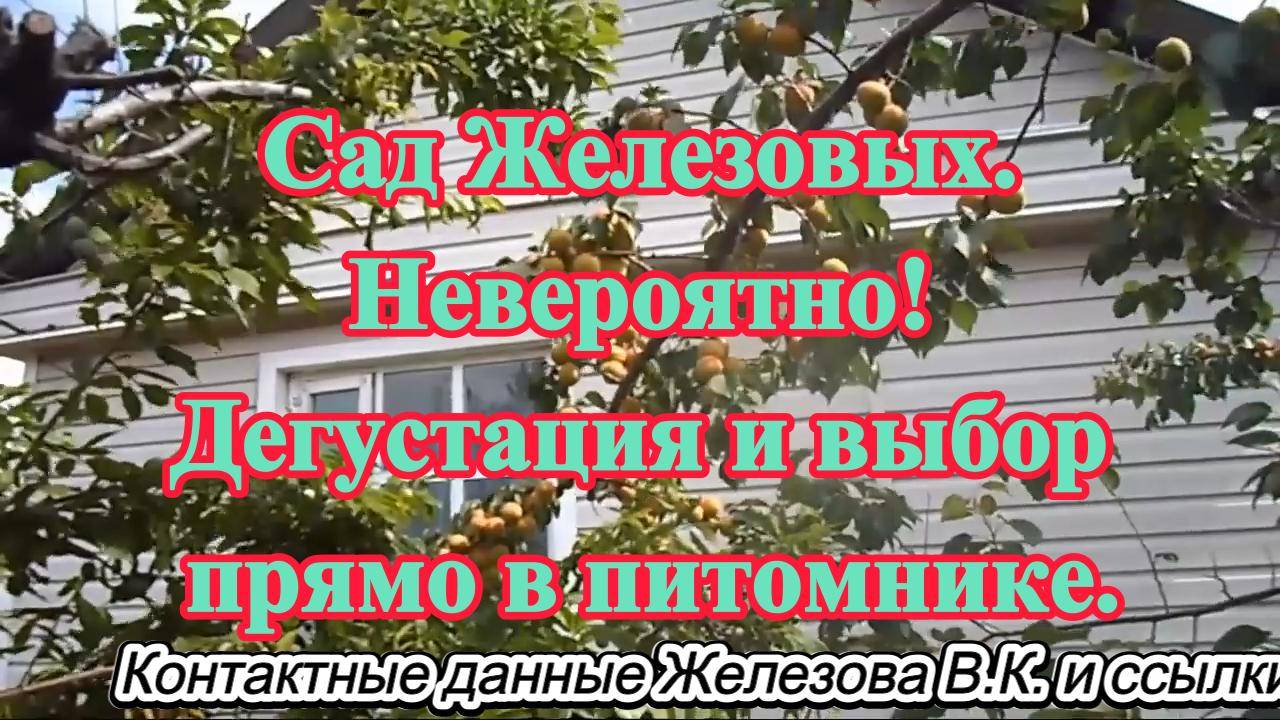 Сад Железовых. Невероятно! Дегустация и выбор прямо в питомнике.