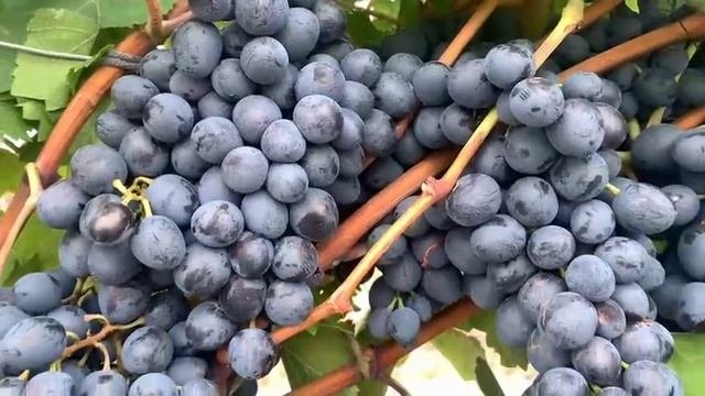 Уборка гроздей винограда