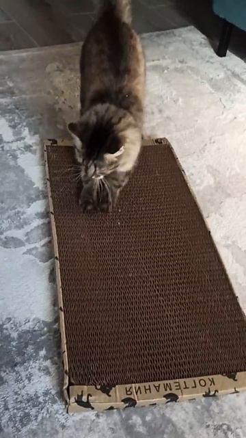 Когтеточка большая, хорошая❤️