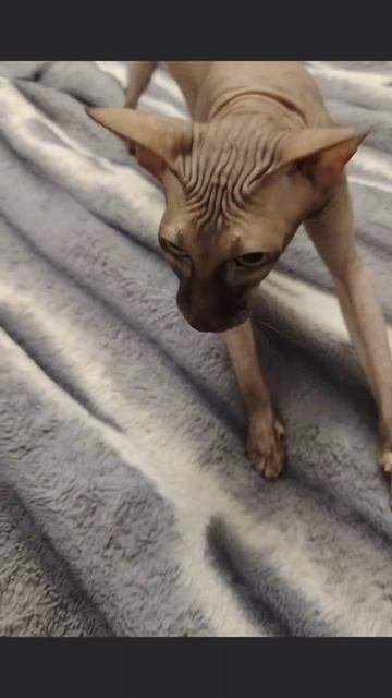 ты кота не хочешь