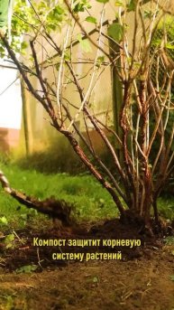 Ягод смородины будет гораздо больше, если осенью сделаете так! Как обрезать, чем обработать кусты