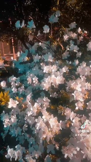 Буйное цветение азалии на каждом углу в Сиднее! #azalia #blossomwithlove #blossom #sydneyaustralia