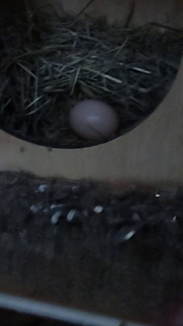 Со дня на день курочки должны начать нестись))