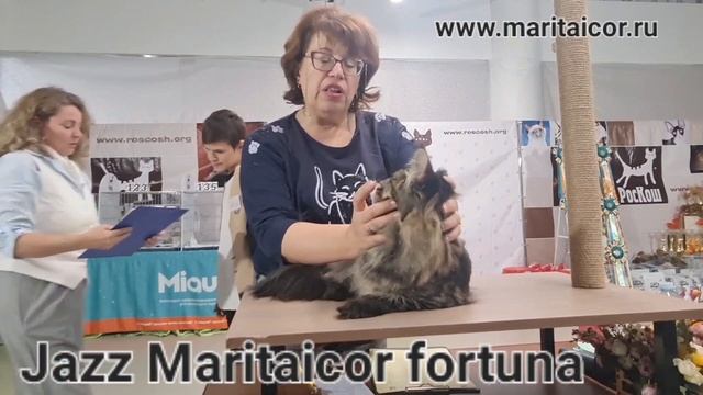 Мейн кун I.CH. Jazz Maritaicor Fortuna черный тигр. Есть котята два мальчика, черный тигр и дым !