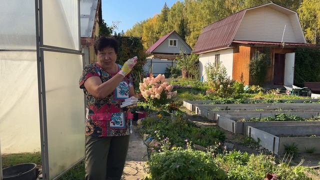 ОБРАБАТЫВАЮ ТЕПЛИЦУ ОСЕНЬЮ ПОСЛЕ БЕЛОКРЫЛКИ.