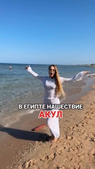 В Египте нашествие акул