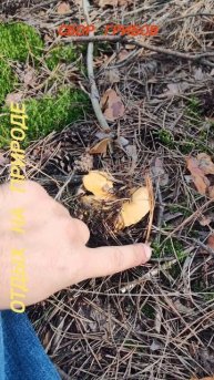 сбор грибов