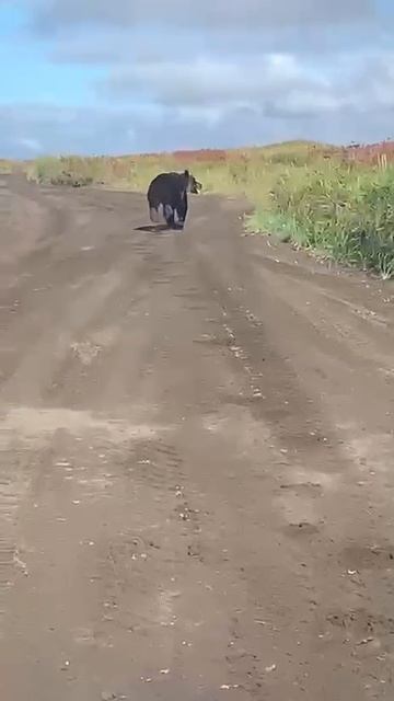 Мишик