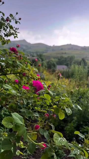 Красота