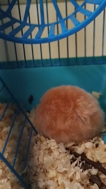 знакомства с милкой и редди