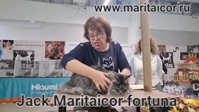 Мейн кун черный серебряный тигр I.CH.Jack Maritaicor Fortuna