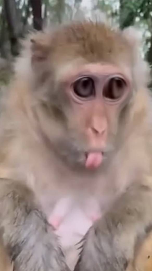 Обезьяна блюванье