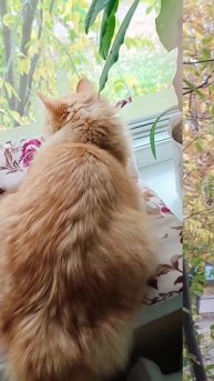 Осень за окном 🍂 😻🍁