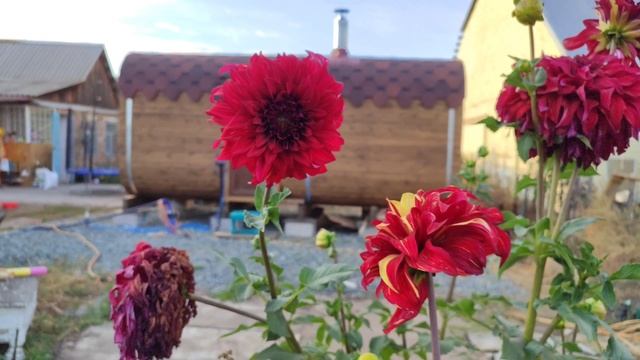 Осенний сад. Дачный сезон подходит к концу.