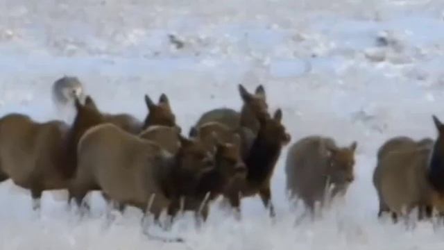 КОМЕДИЯ РОК  Страшный Сон!(((