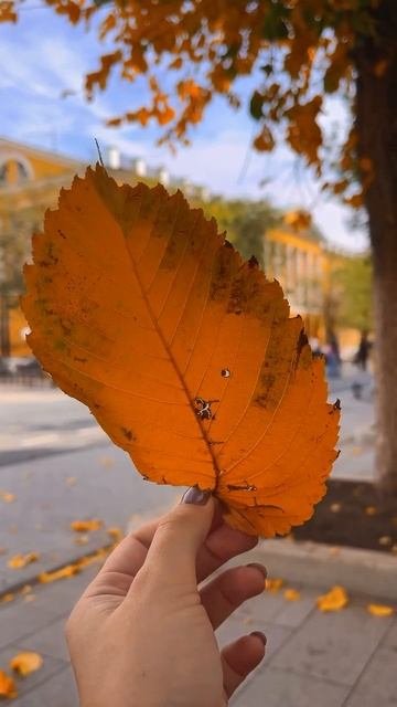 Золотая осень в Оренбурге 🍂