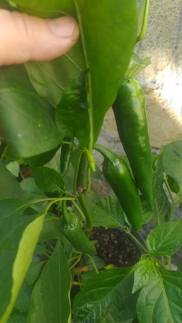 Хвандо, под вопросом. Собирала семена с очень вкусного перца. ждем, когда поспеет