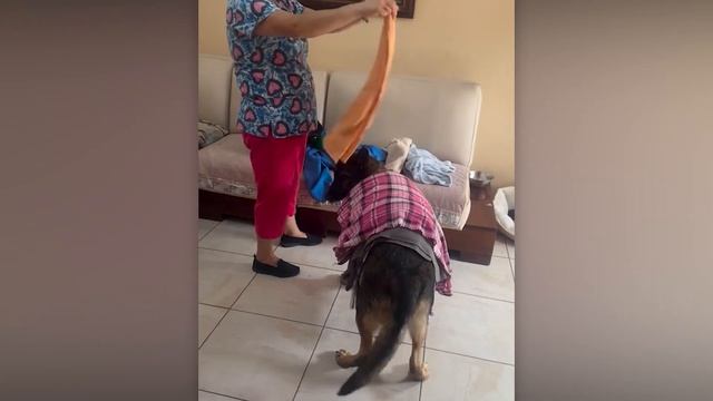 Хороший милые собаки