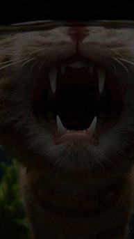 AQUA-CAT-NEW