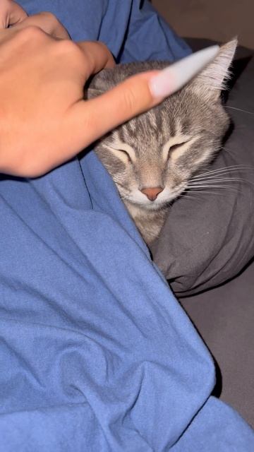Милый котик 🐱