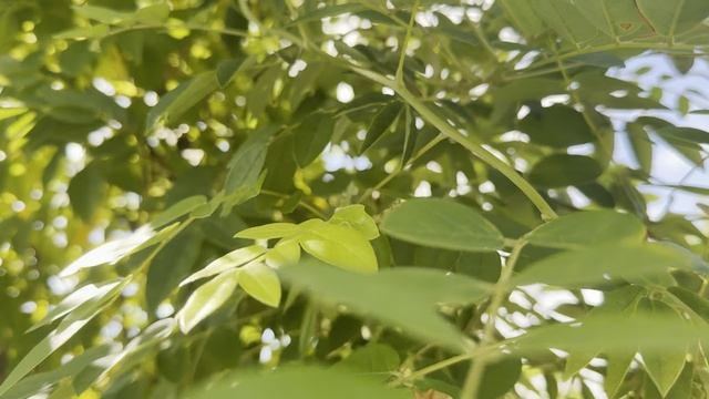 Глициния FRUTESCENS LONGWOOD PURPLE ARCO, CLT 55