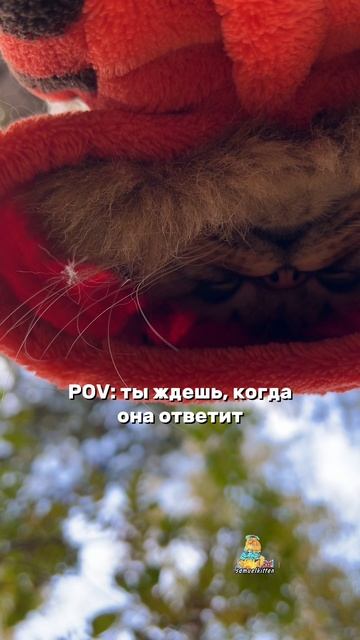 Еще не ответила😿 #котики #милота #милыекотики