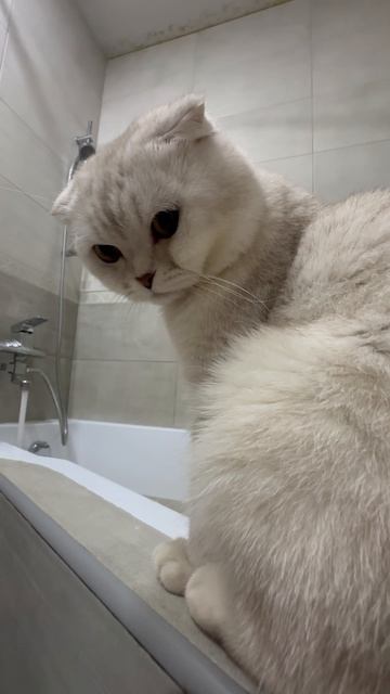 Купание кота 😸🛁🫧