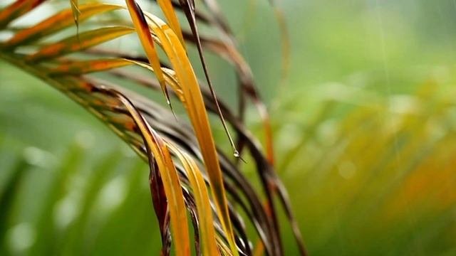 Звуки дождя:Природа, которая успокаивает и вдохновляет
