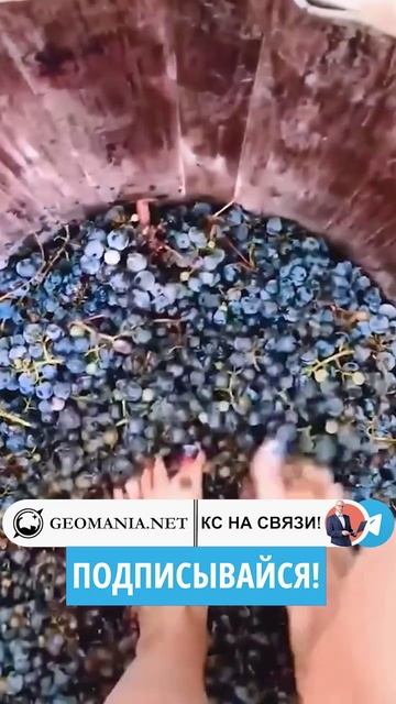 Зачем женщины давят виноград ногами?