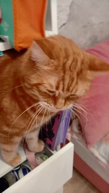 у меня кот знает команду голос