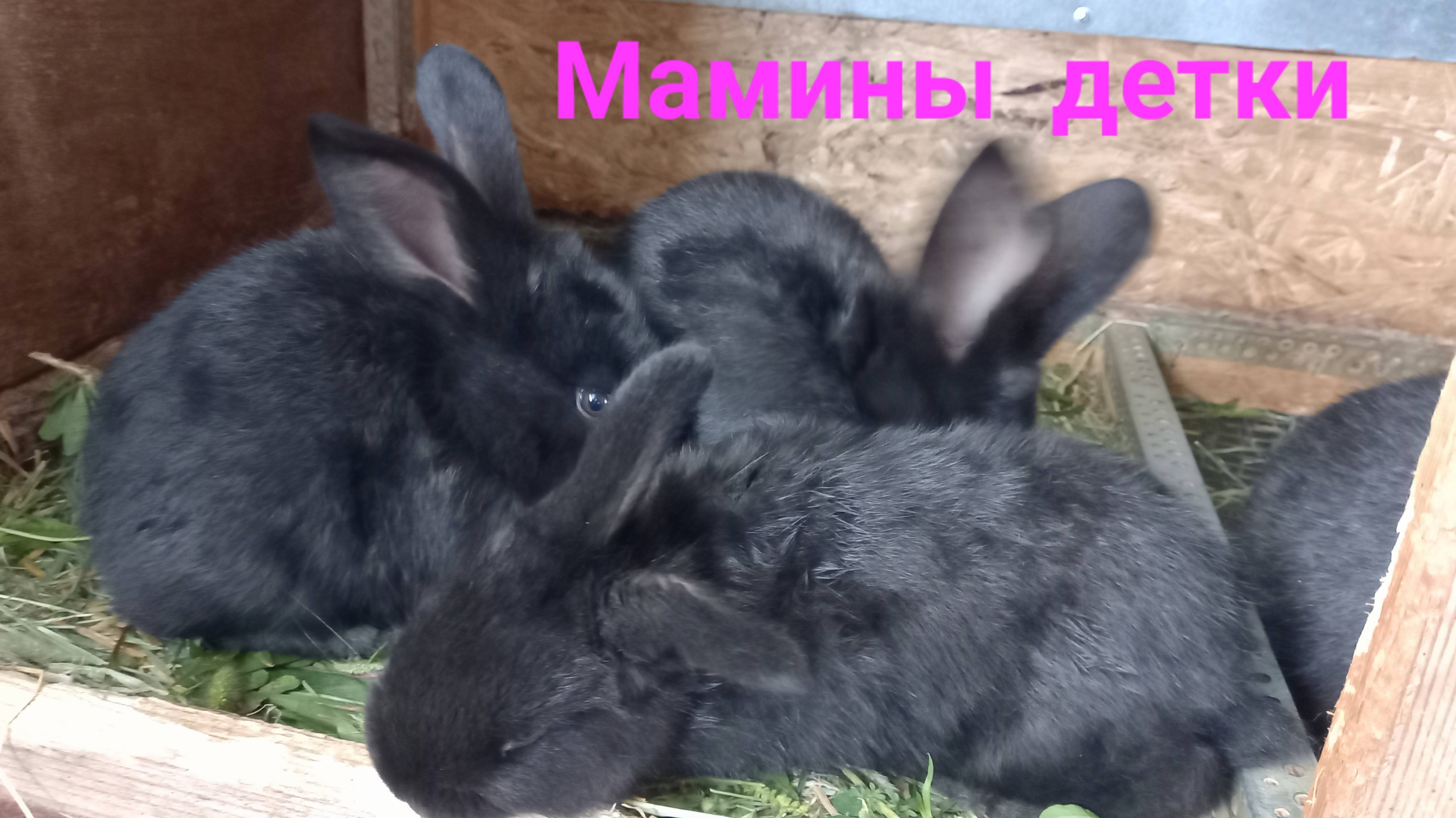 Мамины детки. 🐇🐇🐇