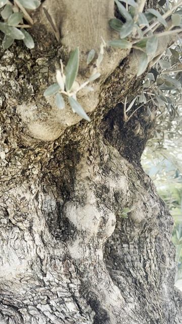 Олива EUROPEA VECCH TR ESEMPLARE