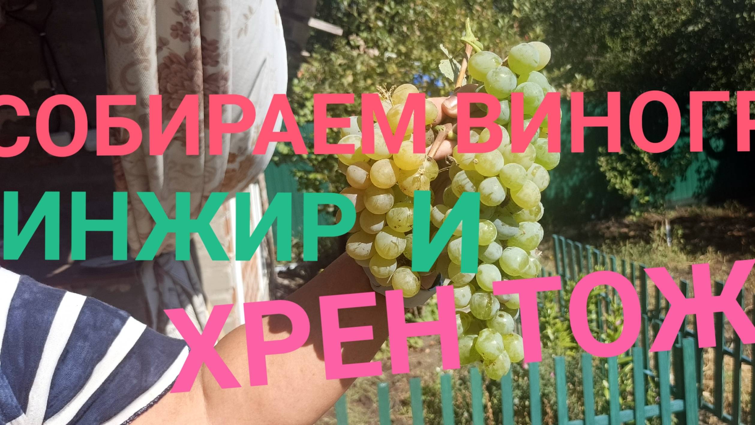 РАБОТАЕМ НА ДАЧЕ! 🏡 СОБИРАЕМ ВИНОГРАД 🍇 ИНЖИР И ХРЕН ТОЖЕ!